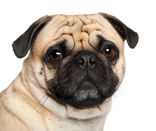 istock Pug, 3 years old, sitting against white background 150420972