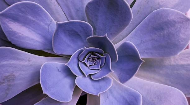 istock hydrangea flower Close up a cactus Succulent plant various colored succulents flower macro shot 1504209808