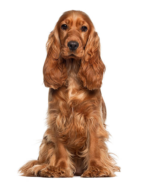 English cocker spaniel, 9 months old, sitting against white background English cocker spaniel, 9 months old, sitting against white background cocker spaniel stock pictures, royalty-free photos & images