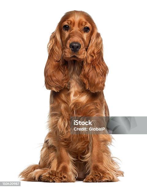English Cocker Spaniel 9 Months Old Sitting Against White Background Stock Photo - Download Image Now