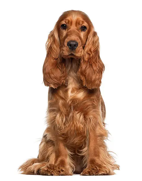 English cocker spaniel, 9 months old, sitting against white background