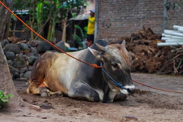 istock Ongole Crossbred cattle or Javanese Cow 1504211737