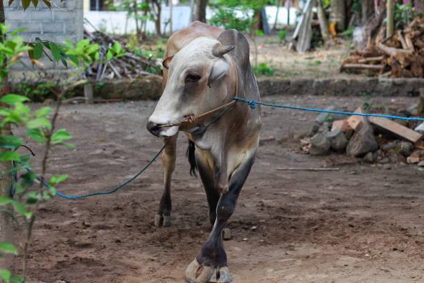 istock Ongole Crossbred cattle or Javanese Cow 1504211744