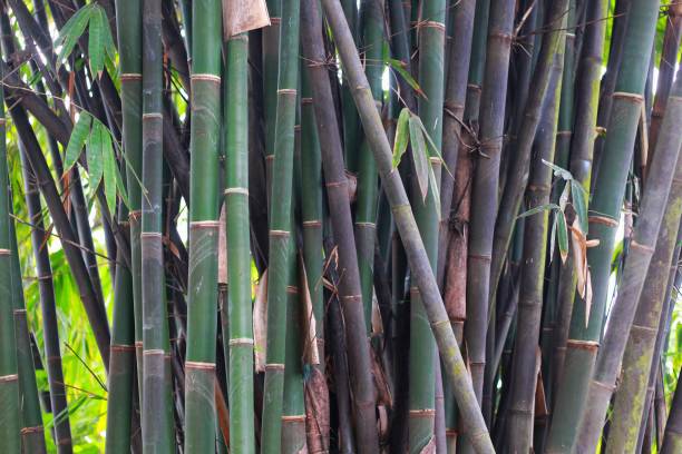 istock green bamboo tree in a garden 1504211796