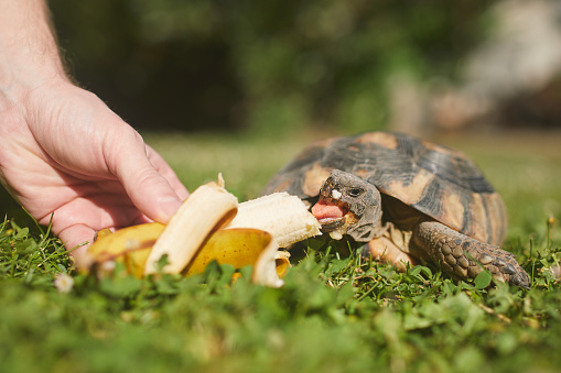 Pet owner giving his turtle a ripe banana to eat in grass on back yard. Domestic life with pet.