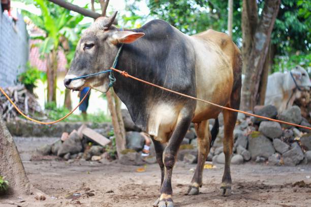 istock Ongole Crossbred cattle or Javanese Cow 1504211904