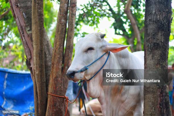 Sapi Go Rajo Sapi Ongole Crossbred Atau Sapi Jawa Atau Sapi Putih Foto Stok - Unduh ...