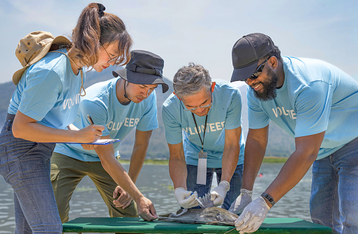 volunteers led by a biologist  injecting microchips to reproduce fish by the river for conservation of rare fish species that are about to go extinct, natural resources and environmental conservation