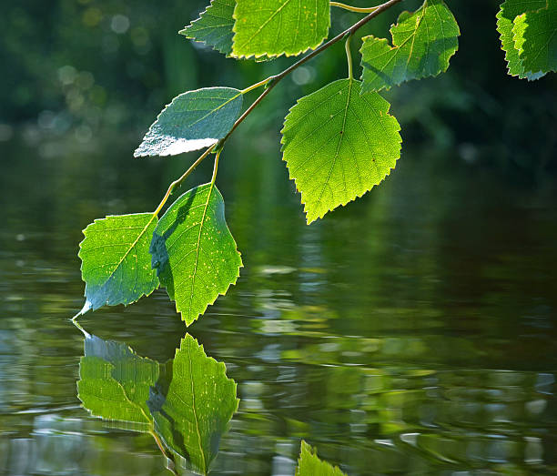 bouleau - klimaschutz photos et images de collection