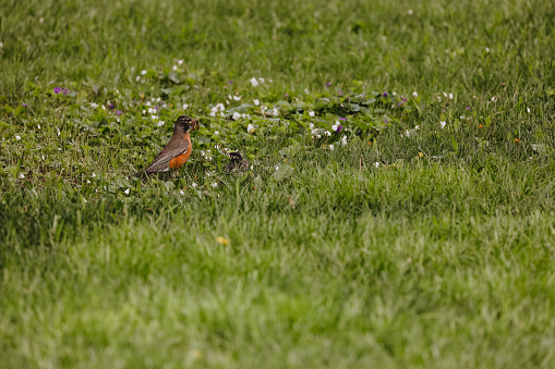 A beautiful robin with a worm in its beak to feed its baby. He is on high alert, as his babies have just left the nest and are with him in the grass. Shot with a Canon 5D Mark lV.