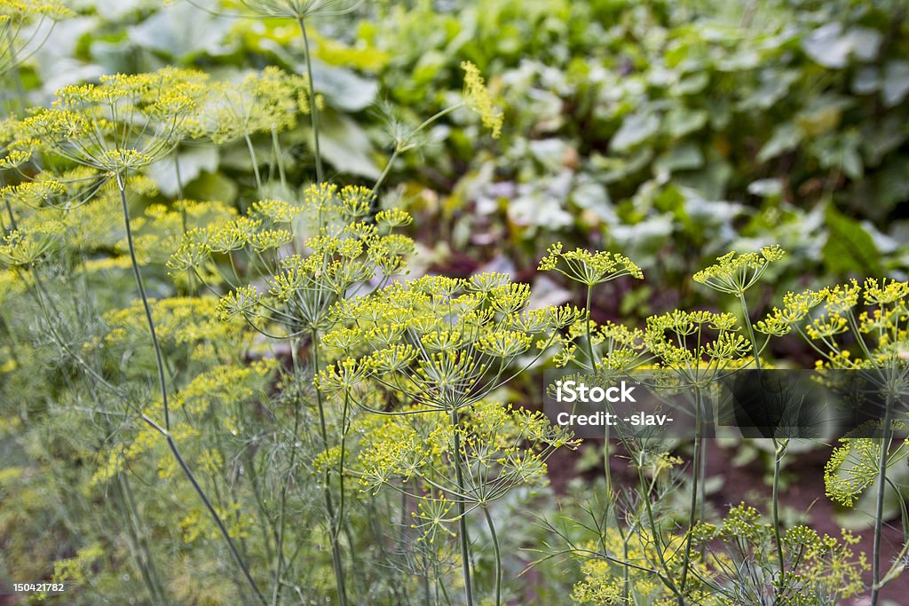 Aneto fresco di crescita - Foto stock royalty-free di Agricoltura