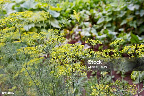 Fresh Dill Growing Stock Photo - Download Image Now - Agriculture, Blossom, Bunch of Flowers