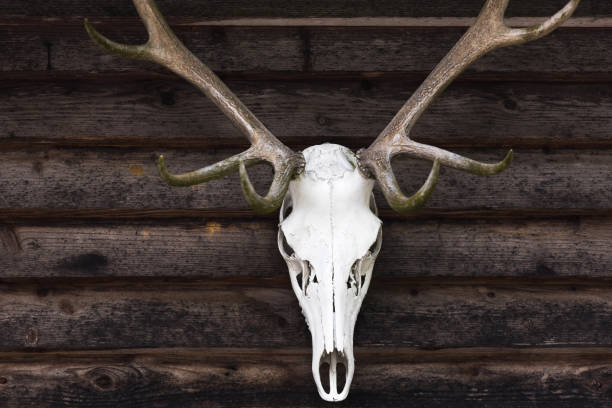 istock antlers and skull of a stag 1504225233