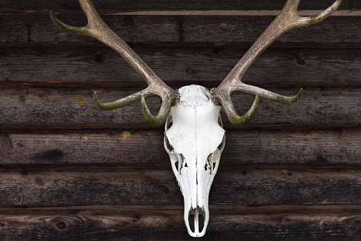 antlers and skull of a stag