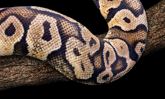 Corn snake, Pantherophis guttatus, sometimes called red rat snake, is a species of North American rat snake in the family Colubridae. Closeup of body pattern on black background.