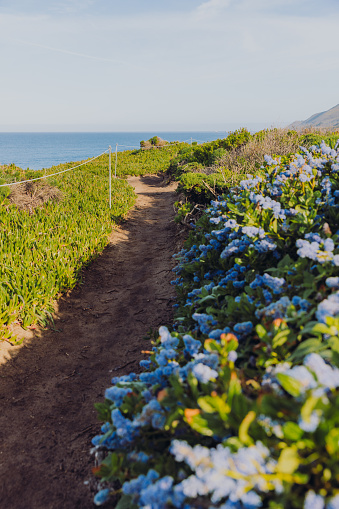 Beautiful fresh green field with wildflowers at the beautiful coastline on Monterey peninsula, the USA