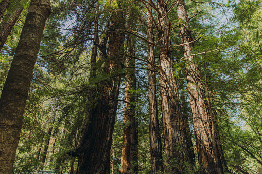 Giant sequoia trees, Sequoia National Park, California, USA
