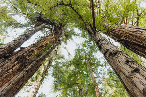 Low-angle view of tall redwood trees in the forest of Monterey county, Northern California