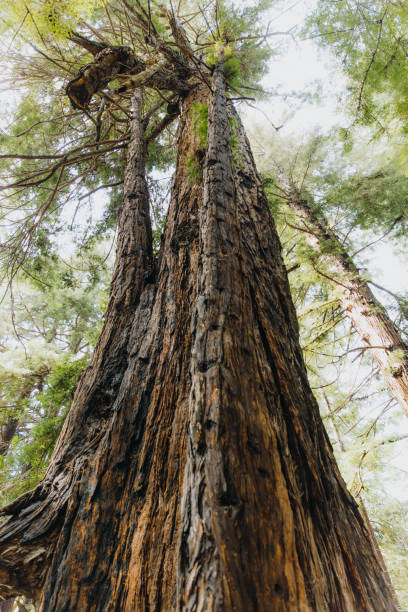 istock Worms eye of Redwoods in Pfeiffer Big Sur State Park 1504237931