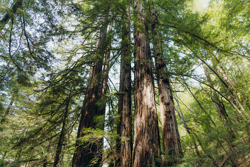 Low-angle view of tall redwood trees in the forest of Monterey county, Northern California