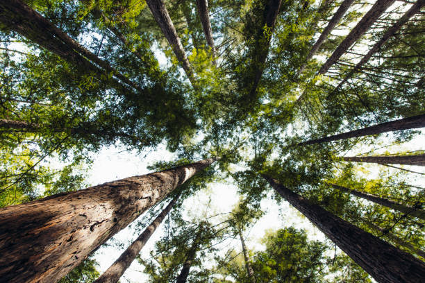 istock Worms eye of Redwoods in Pfeiffer Big Sur State Park 1504240181