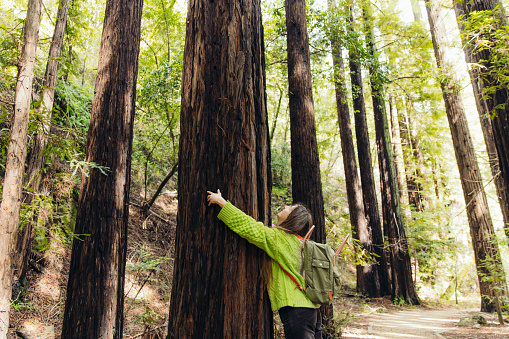 Female with long hair and backpack wearing colourful sweater walking in scenic forest embracing the tall redwood tree in Monterey Peninsula. the USA