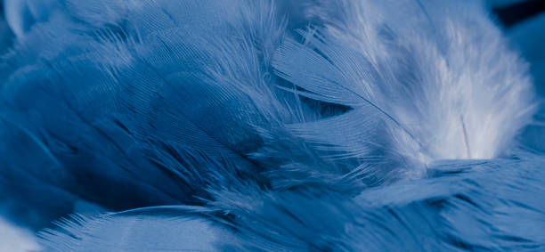 istock blue feather pigeon macro photo. texture or background 1504243726