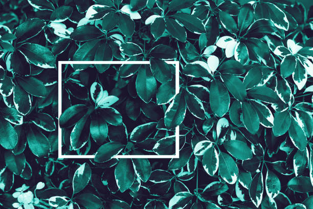 istock Green leaves pattern with white frame for nature concept, Dwarf Umbrella Tree or Schefflera arboricola 1504244741