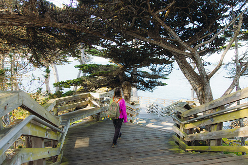 Rear view of handsome female with long hair and backpack walking on the steps through the cypress forest to the ocean enjoying sunrise on 17-Mile Drive, the United States