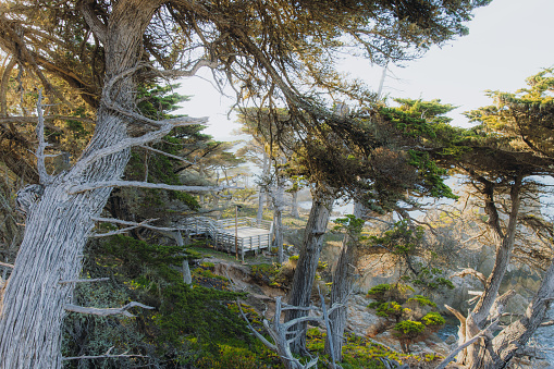 Beautiful landscape of cypress on the rock with background view of the ocean on 17-Mile Drive, the United States