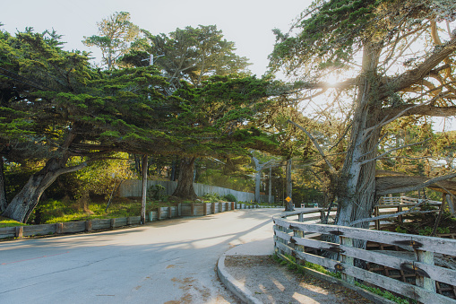 Beautiful landscape of rural road with cypress trees during spring dawn on 17-Mile Drive, the United States