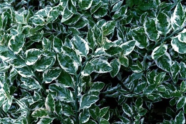 green leaves pattern of Redbird Cactus or Slipper-Flower,Jew-Bush