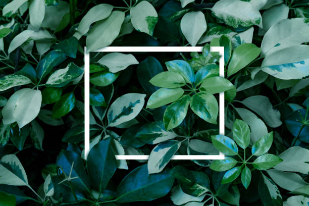 istock Green leaves pattern with white frame for nature concept, Dwarf Umbrella Tree or Schefflera arboricola 1504249239