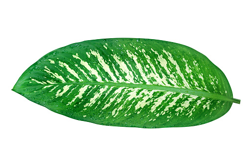 3D Realistic Green Leaf Icon