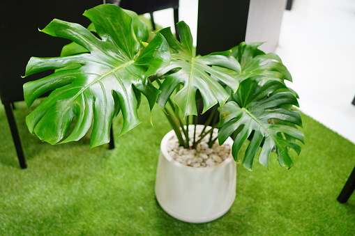 A young plant of the pineapple on a white table in a room, minimalist and scandinavian style, copy space