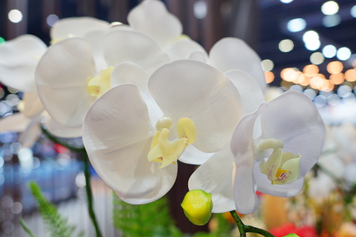 Close-up of the white artificial orchid