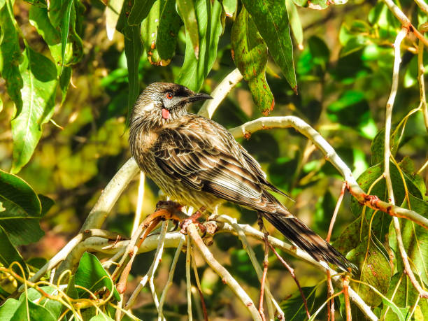 Red Wattlebird Looking at Camera Red Wattlebird (Anthochaera carunculata) looking at camera in Kings Park and Botanic Garden, Perth, Western Australia kings park stock pictures, royalty-free photos & images