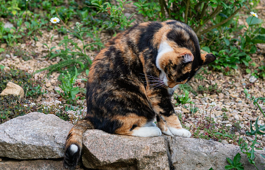 Cat sitting in the garden and cleaning itself