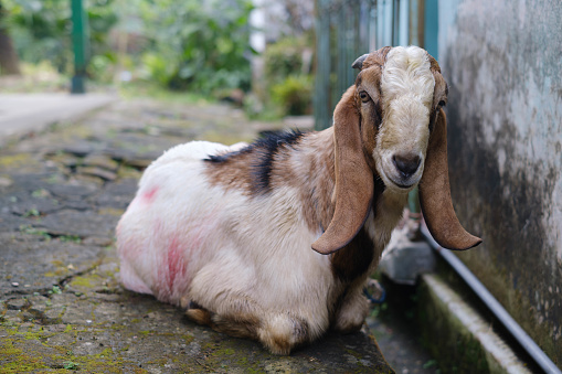 A goat is looking at the camera while sitting on the ground with bokeh or blurred background. Selective focus.