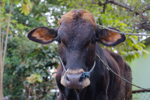 istock A black cow with ropes is looking to the camera 1504255779
