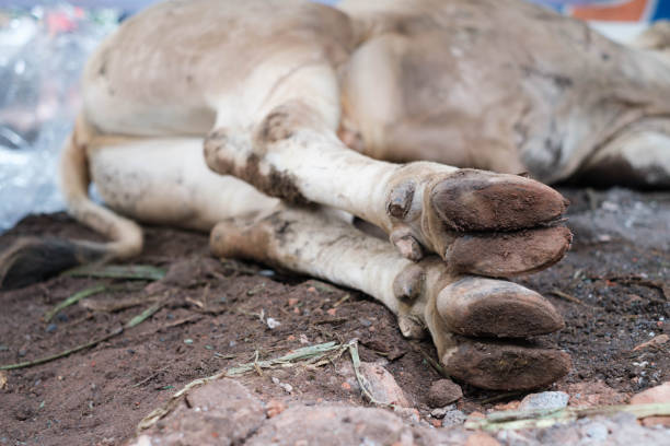 istock Soles of cows that have been lying on the ground 1504255801