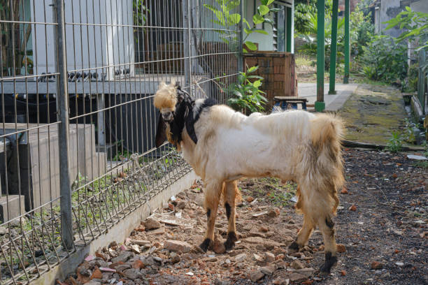 istock A white goat with black head and ear is tied up on a fence 1504256367
