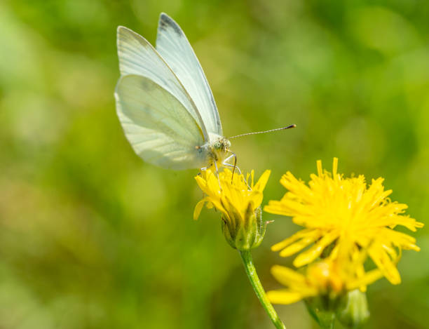 istock Little Cabbage White butterfly on a flower 1504256986