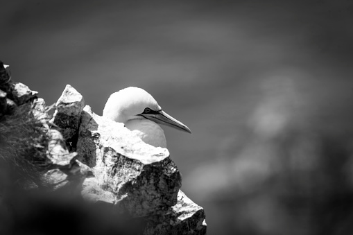 Gannets on Bempton cliffs, Flamborough Head