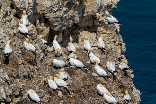 Gannets on Bempton Cliffs, Flamborough head,
