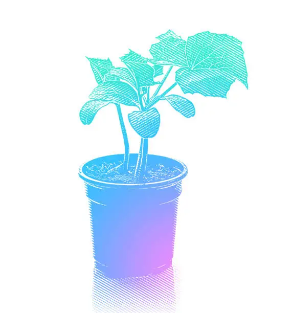 Vector illustration of Cucumber Plant Potted