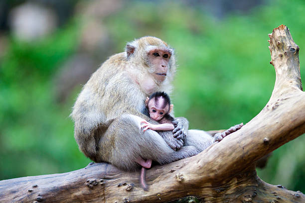 istock whild mother monkey and her baby 150426646
