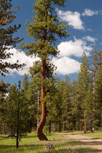 Crooked Tree Misshaped Ponderosa pine in Central Oregon. misshaped stock pictures, royalty-free photos & images