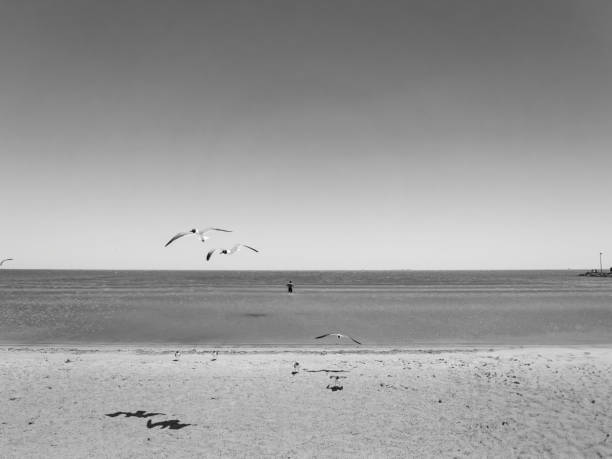 istock Man in water birds flying over the beach 1504267443