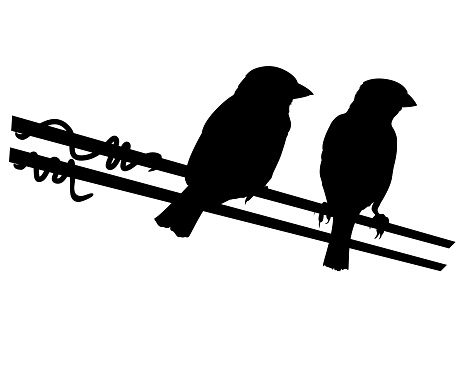 Sparrow Silhouette On A Transparent Background. Sparrows are separate from the wire and can be moved around.